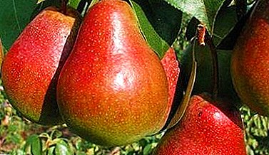 Perhaps one of the most beautiful and vibrant varieties - pear "Nika"!