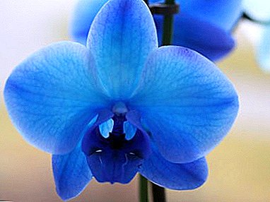 Verdad y ficción sobre la orquídea azul Phalaenopsis: la historia de la aparición y consejos sobre el contenido.