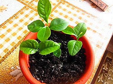 Rules and recommendations on how to transplant lemon at home