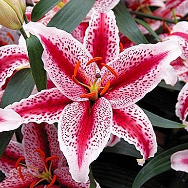Rules and secrets of caring for the beautiful flowers of lilies in the spring, planting and transplanting