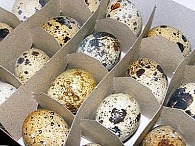 Rules for the incubation of quail eggs at home: a table of temperature regimes, especially bookmarks and care