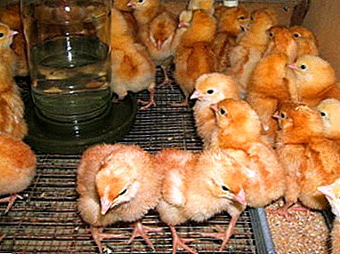 Reglas de alimentación para la colocación de pollos en casa.