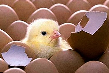 Règles de sélection et de vérification: comment conserver les œufs en incubation afin de produire des poulets en santé?