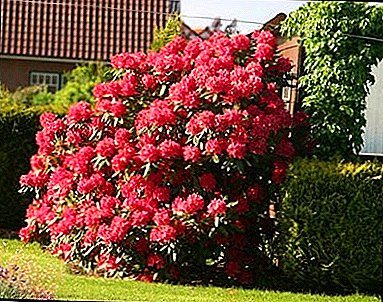 Planting rules for rhododendron and care in the open field for garden azalea