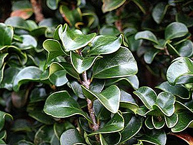 Rules for the care and reproduction of domestic privet