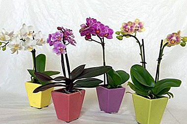 Regler för vård av Phalaenopsis mini orkidé hemma och skillnaden i innehållet i dvärg och vanliga arter