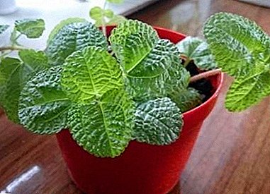 Rules for the care of the plant Pilea "Monetolistnaya" at home