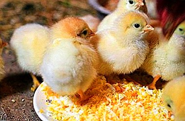 Rules for raising chicks. Feeding chicks up to a month and after
