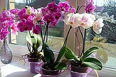 Een juiste luchttemperatuur is de sleutel tot de gezondheid van uw orchidee.
