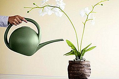 Proper watering of an orchid during flowering is a guarantee of the beauty and health of an elegant plant.