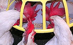 Dieta adecuada para la alimentación de gallos: algunos matices importantes.
