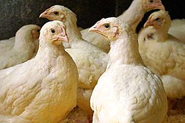Pollos de engorde apropiados a diferentes edades: dieta de bricolaje y recetas mixtas