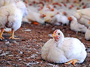 Manutenção adequada e alimentação de frangos de corte em casa