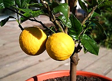 Proper fertilizer lemons: how and what to feed the plant at home?