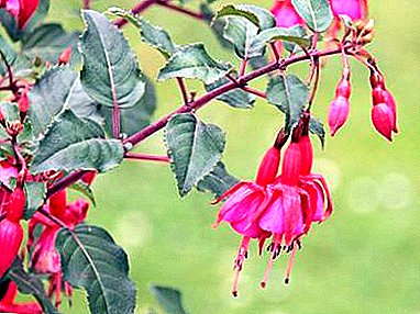 Proper cultivation and care of fuchsia in the garden