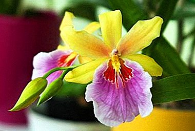 Beautiful butterfly butterfly miltonia - photo and description of varieties, tips on growing