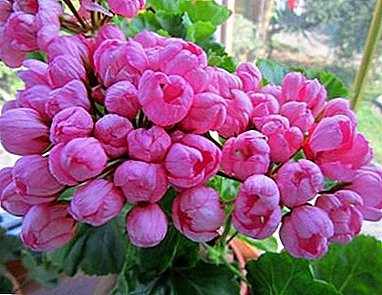 Beautiful geranium tulip - description, varieties and their photos, care and reproduction at home