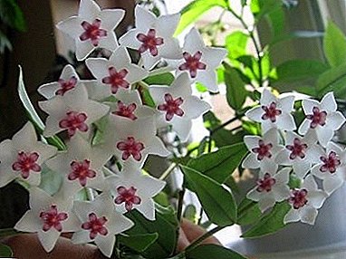 Lovely Hoya: Cultivation and Care