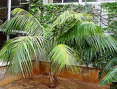 Lovely Howay fills with energy! Features care for a palm tree at home