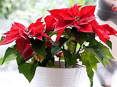 Beautiful and diverse poinsettia: flower types
