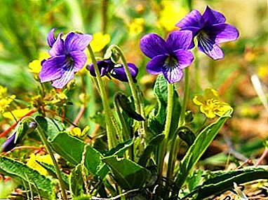 Beautiful forest violet: flower photos and growing tips