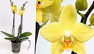 Schöne gelbe Orchidee Phalaenopsis - besonders die Pflege und Fotos der Pflanze