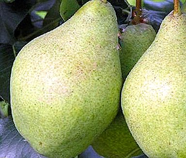 Buen sabor de frutas grandes - la pera de verano Oryol