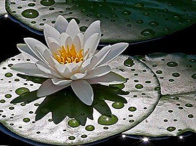 Schöne Wasserpflanze - Seerose (Aqua): Pflanzung und Pflege, Blumenfoto