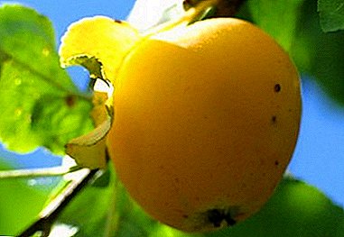 Jabłoń Golden Kytayk będzie wspaniałą ozdobą twojego ogrodu.