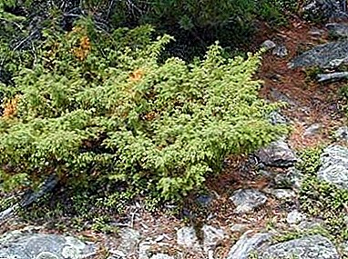 Mooie en spectaculaire plant - Siberische cipres