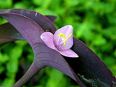 Güzel iddiasız bitki - Setkreaziya Violet (mor): evde bakım