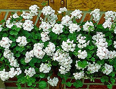 Adorable ampelous ileum geranio: descripción y foto de las variedades, consejos sobre cómo cultivar en casa y al aire libre