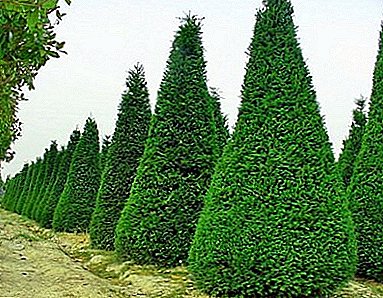 Excellent evergreen cypress - coniferous plant with a pyramidal crown