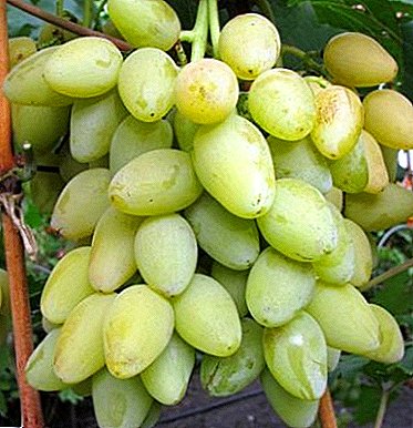 Excellent variety with the original taste of "Muscat summer"
