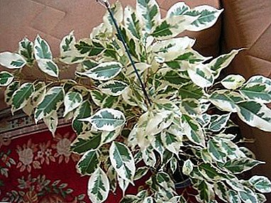 Excellent plant for home and office - ficus benjamin "Piedolistny"