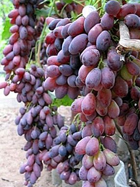 Presentabele, regelmatige en overvloedige oogst - Asya-druiven