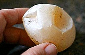 As razões para a violação da formação da casca ou porque a casca do ovo é macia?
