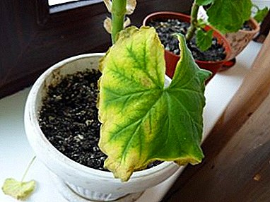 Les raisons pour lesquelles les feuilles de géranium jaunissent. Que faire pour sauver "l'ami vert"?