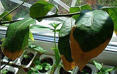 Les raisons pour lesquelles les citronniers jettent leurs feuilles et ce qu’il faut faire pour les combattre