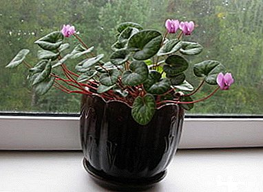 Razlogi, zaradi katerih se cvetni stebli posušijo v ciklami: pravilno skrbimo za rastlino