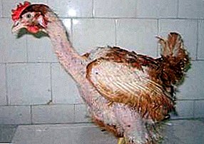 גורם alopecia בציפורים או למה תרנגולות הם מקריח?