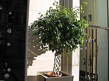 Modischer Zwergbaum mit frischen hellen Blättern - Ficus "Benjamina Natasha"