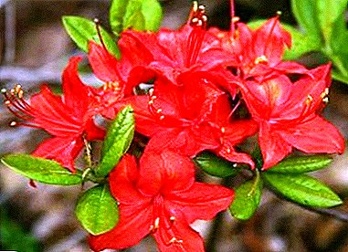 Application d'azalée / rhododendron en homéopathie