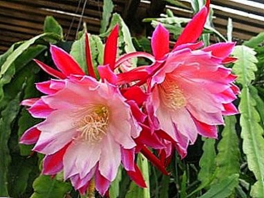Epiphyllum Cactus -sovellus