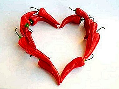 Toepassing, geneeskrachtige eigenschappen, evenals de voordelen en nadelen van rode chili pepers