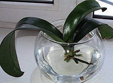 We use agrotechnical techniques at home: growing orchids in water using the hydroponic method