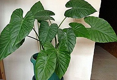 Natural barometer, able to heal - Alocasia Large root, photo and description of healing properties