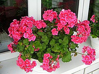 Meningkatkan koleksi bunga di rumah - bagaimana untuk menanam geranium?