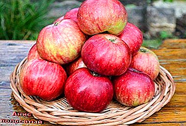 Attractive appearance, great taste and unpretentiousness - apple varieties Anis