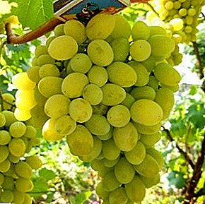 Attractive externally delicious grape variety Bulgaria